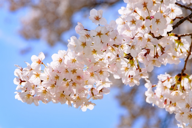 もうすぐ花見シーズン！ 桜の名所を未来につなげるために必要な取り組みを紹介
