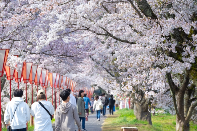 もうすぐ花見シーズン！ 桜の名所を未来につなげるために必要な取り組みを紹介